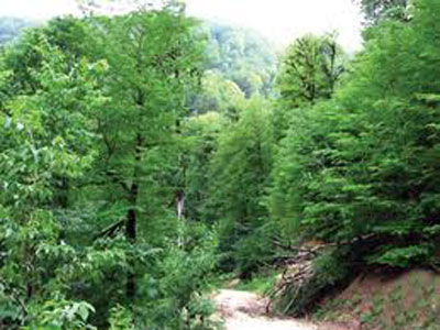 تلاش برای ثبت جهانی جنگلهای هیرکانی