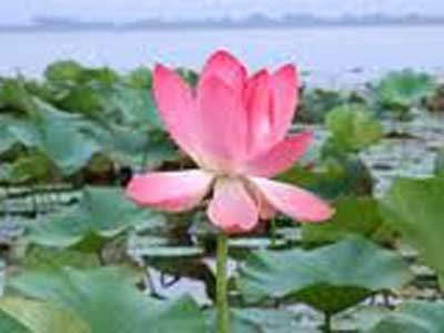 آثار نقاش قرن دوازدهم در موزه هنرهای زیبا  