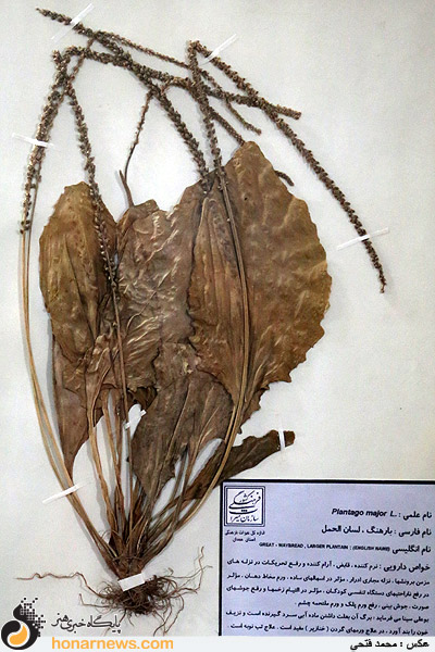 آرامگاه ابن سینا