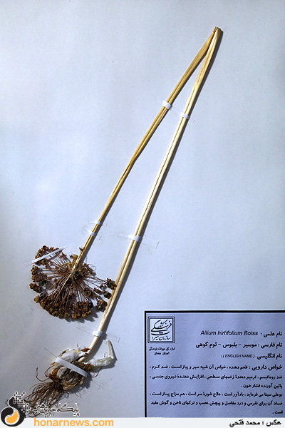 آرامگاه ابن سینا