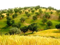 تصویب ضوابط سرمایه‌گذاری در مناطق طبیعی